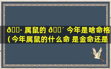 🌷 属鼠的 🐴 今年是啥命格的（今年属鼠的什么命 是金命还是土命）